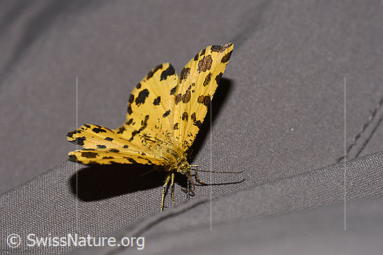 Foto: Pantherspanner (Pseudopanthera macularia). Flügel geöffnet. Ansicht von vorne oben.