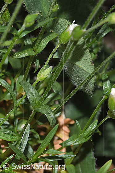 Photo: Probably Cerastium arvense ssp. strictum. Stem and stem leaves.