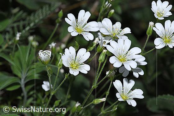 Photo: Probably Cerastium arvense ssp. strictum. Blossoms.