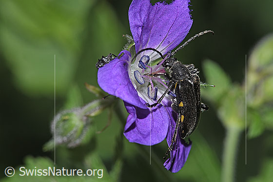 Photo: Brachyta interrogationis on Geranium sylvaticum. Length 14mm. View from the side above.