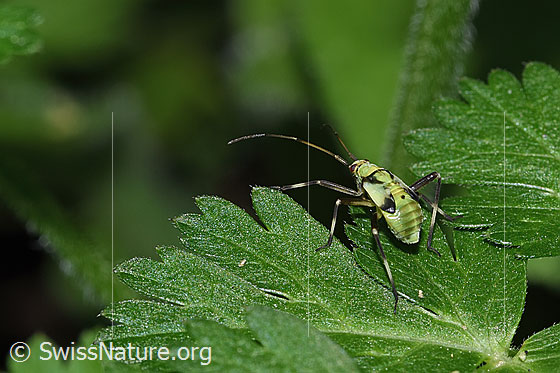 Almen-Schmuckwanze (Calocoris alpestris)