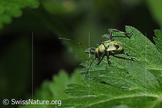 Foto: Almen-Schmuckwanze (Calocoris alpestris). Länge 9 - 11mm. Nymphe. Ansicht von seitlich oben.