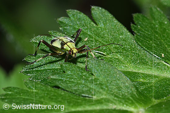 Foto: Almen-Schmuckwanze (Calocoris alpestris). Länge 9 - 11mm. Nymphe. Ansicht von vorne.