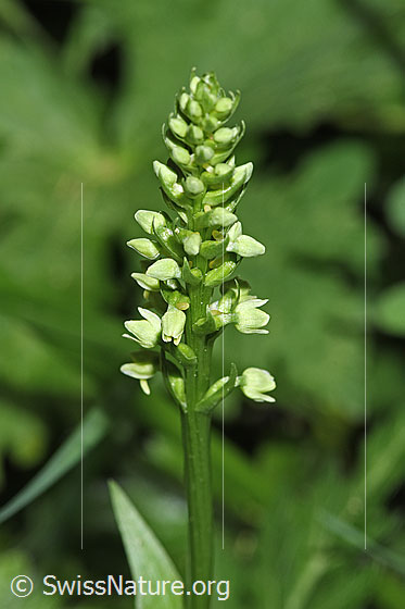 Photo: Pseudorchis albida. Inflorescence.