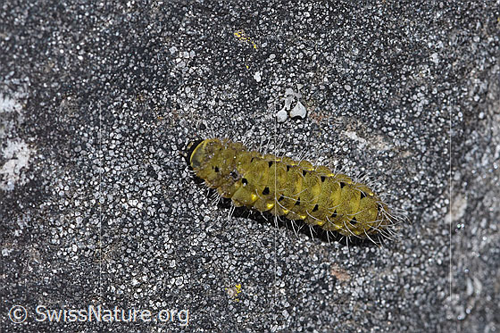 Photo: Caterpillar of Zygaena purpuralis. View from above.
