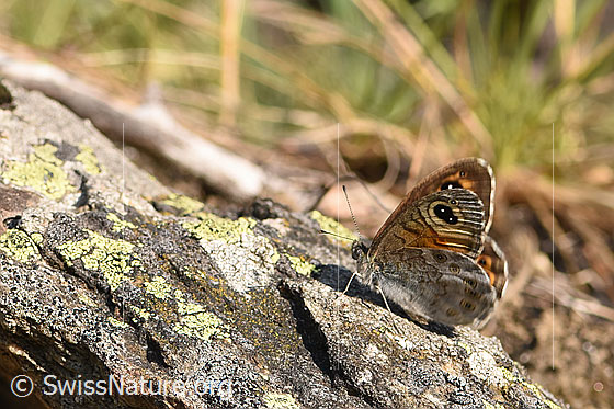 Foto: Braunauge (Lasiommata maera). Männchen. Flügel geschlossen. Ansicht von der Seite.