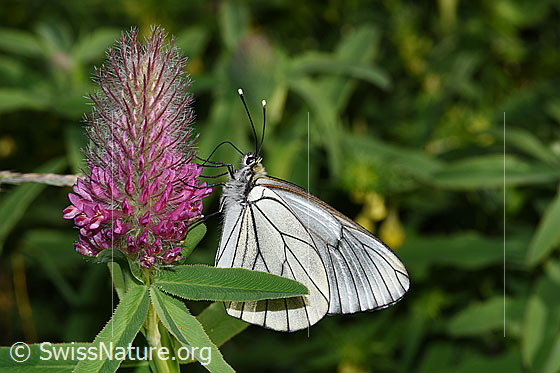 Photo: Aporia crataegi on Trifolium rubens. Wings closed. View from the side.