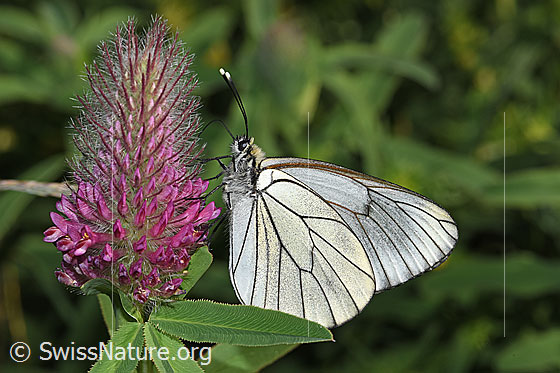 Photo: Aporia crataegi on Trifolium rubens. Wings closed. View from the side.