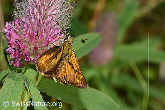Foto: Rostfarbiger Dickkopffalter (Ochlodes sylvanus) auf Purpur-Klee (Trifolium rubens). Ansicht von seitlich hinten oben.