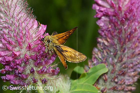 Photo: Ochlodes sylvanus on Trifolium rubens. View from side front.