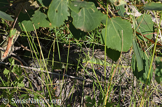 Foto: Smaragdeidechse (Lacerta bilineata). Gut getarnte Echse lauert auf Beute.