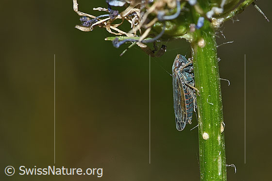 Photo: Probably Speudotettix subfusculus. Length 5 - 6mm. View from the side.