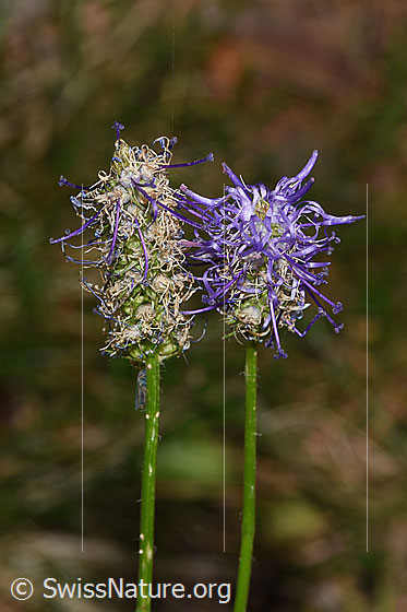 Foto: Betonienblättrige Rapunzel (Phyteuma betonicifolium). Blüten und Stängel.