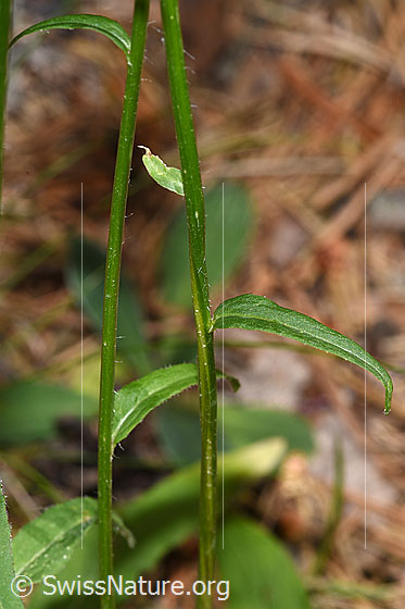 Photo: Phyteuma betonicifolium. Stem and stem leaves.
