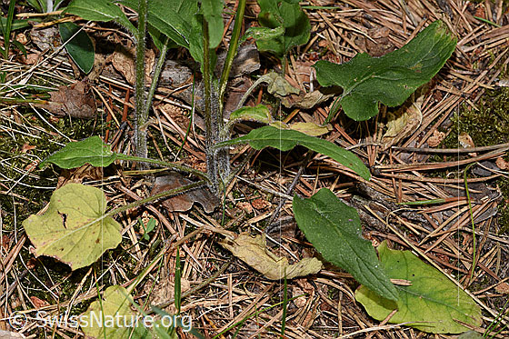Foto: Betonienblättrige Rapunzel (Phyteuma betonicifolium). Grundblätter.