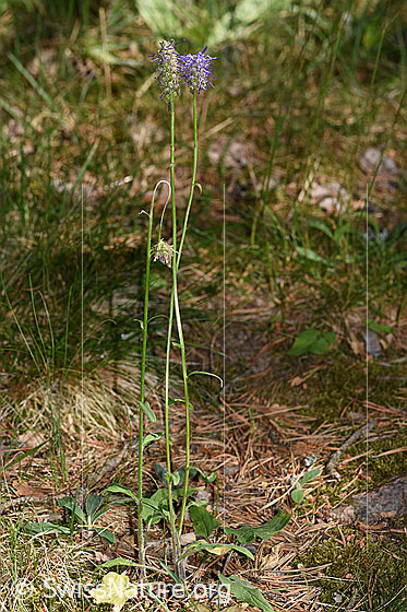 Photo: Phyteuma betonicifolium. Whole plant (habiti). Height: 29cm.
