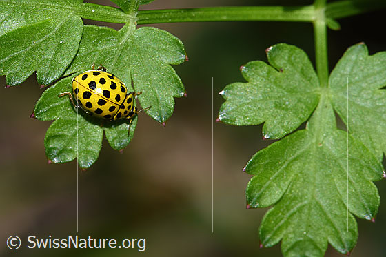 Photo: Psyllobora vigintiduopunctata. Length 3 - 4.5mm. View from above.