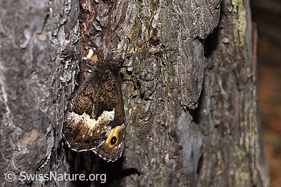 Walliser Waldportier (Hipparchia genava)