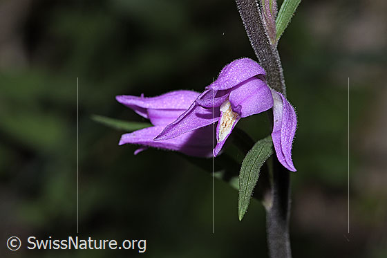 Photo: Cephalanthera rubra. Blossom. View diagonally from the front.