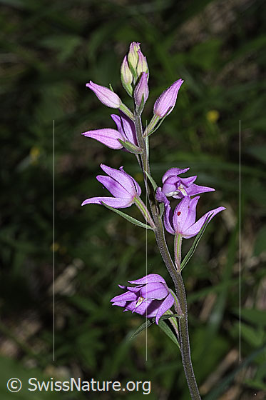 Photo: Cephalanthera rubra. Inflorescence.