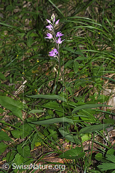 Photo: Cephalanthera rubra. Whole plant (habiti). Height: 63cm.