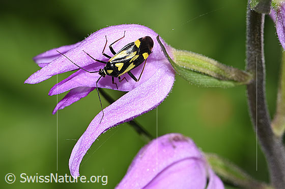 Grypocoris sexguttatus (Weichwanze) auf Rotem Waldvögelein (Cephalanthera rubra)