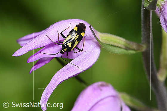 Photo: Grypocoris sexguttatus on Cephalanthera rubra. Length: 7mm. View from above.