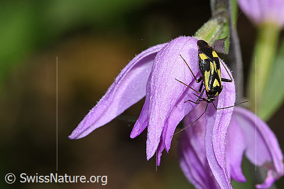 Foto: Grypocoris sexguttatus (Weichwanze) auf Rotem Waldvögelein (Cephalanthera rubra). Länge 7mm. Ansicht von oben.