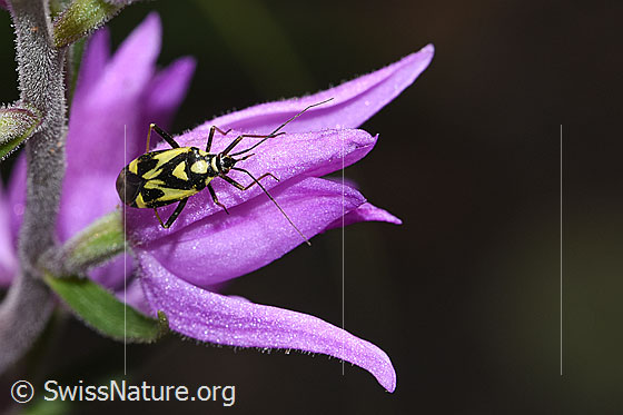Photo: Grypocoris sexguttatus on Cephalanthera rubra. Length: 7mm. View from above.
