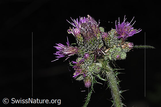 Photo: Cirsium palustre. Blossoms. Height of the entire plant: 125 cm.
