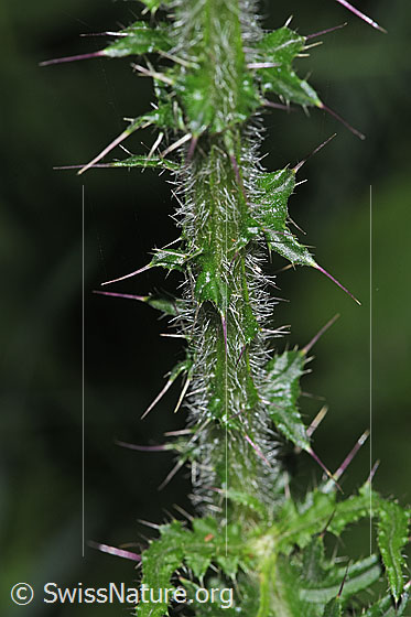 Photo: Cirsium palustre. Stem.