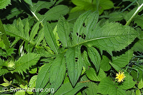 Foto: Kohldistel (Cirsium oleraceum). Unteres Blatt.