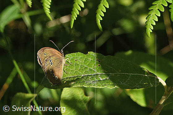 Foto: Brauner Waldvogel (Aphantopus hyperantus). Flügel geschlossen. Ansicht von seitlich hinten.
