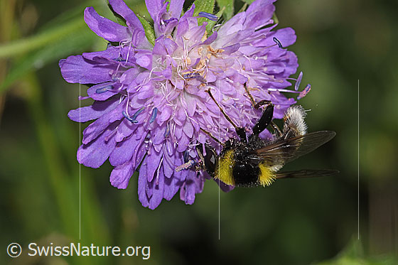 Foto: Hummel-Gebirgsschwebfliege (Sericomyia bombiformis auf Wald-Witwenblume (Knautia dipsacifolia). Länge 15mm. Ansicht von der Seite.