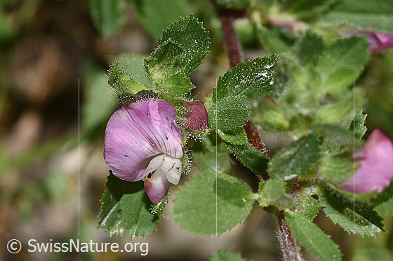 Foto: Kriechende Hauhechel (Ononis repens). Blüte und Blätter. Ansicht von vorne.