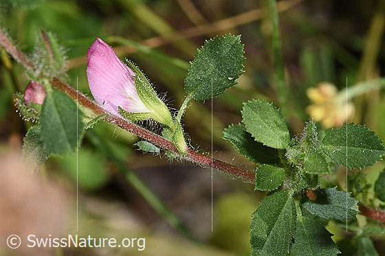 Foto: Kriechende Hauhechel (Ononis repens). Ästchen, Blüte und Blatt.
