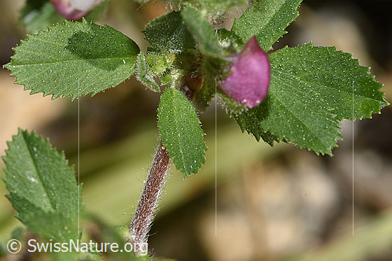 Foto: Kriechende Hauhechel (Ononis repens). Ästchen und Blätter.