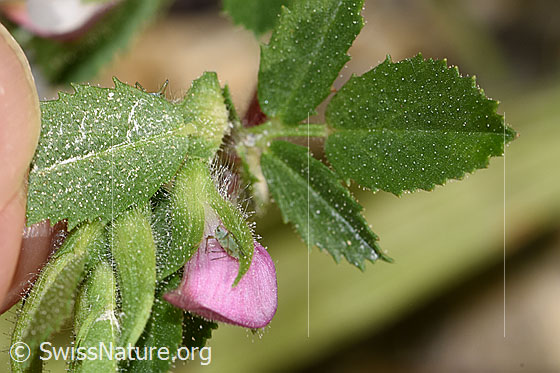 Foto: Kriechende Hauhechel (Ononis repens). Blattunterseite und Blattoberseite.