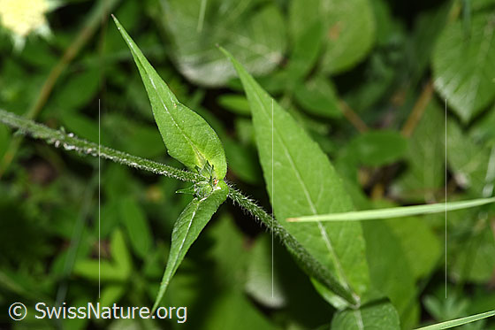 Photo: Knautia dipsacifolia. Stem and stem-leaves.