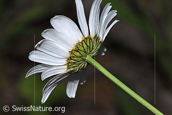 Foto: Gewöhnliche Wiesen-Margerite (Leucanthemum vulgare). Stängel und Blüte. Ansicht von schräg unten.