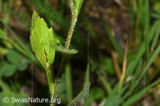 Photo: Erigeron annuus. Stem and Stem leaf.