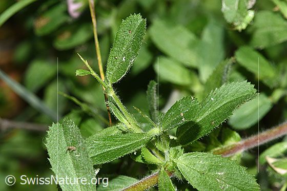 Foto: Kriechende Hauhechel (Ononis repens). Weicher Dorn, Ästchen und Blätter.