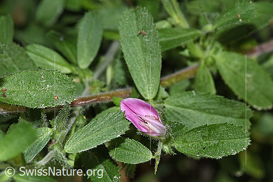 Foto: Kriechende Hauhechel (Ononis repens). Blüte, Dorn und Blätter. Ansicht von vorne.