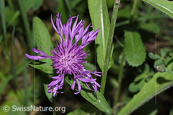 Foto: Wiesen-Flockenblume (Centaurea jacea). Blüte. Ansicht von oben. Höhe der ganzen Pflanze: 22cm.