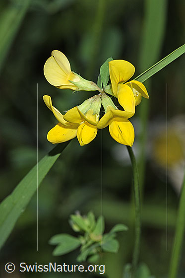 Foto: Gewöhnlicher Hornklee (Lotus corniculatus). Blüten und Stängel. Höhe der ganzen Pflanze: 40cm.