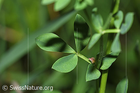 Foto: Gewöhnlicher Hornklee (Lotus corniculatus). Blatt und Stängel. Blattlänge: ca. 12mm.