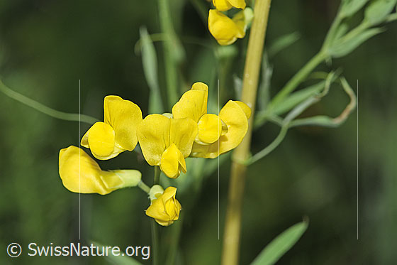 Photo: Lathyrus pratensis. Blossoms.