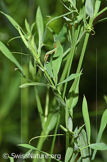 Foto: Wiesen-Platterbse (Lathyrus pratensis). Stängel und Blätter.
