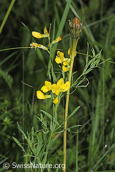 Foto: Wiesen-Platterbse (Lathyrus pratensis). Ganze Pflanze (Habitus). Höhe: 40cm.