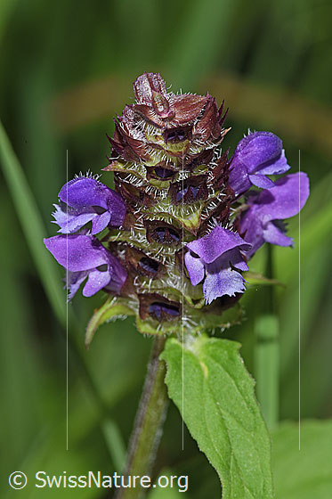 Foto: Gemeine Brunelle (Prunella vulgaris). Blütenstand.